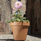 Virágcserép Standard agyag 27cm