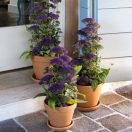 Virágcserép Standard agyag 43cm