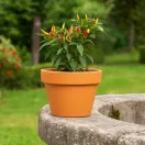 Virágcserép Mezzo agyag 17cm