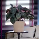 Virágcserép Cilinder antik 46cm