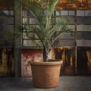 Campana-100 terrakotta