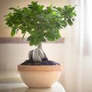 Virágtál Ibis antik húzott 25cm