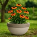 Virágtál Ibis szürke húzott 25cm