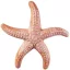 Tengeri csillag 20cm