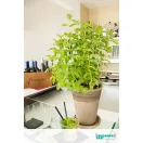 Virágcserép Alto szürke húzott 31cm