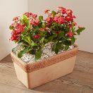 Virágláda Graffiata antik húzott 50cm