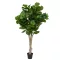 Ficus Lyrata 180cm