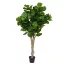 Ficus Lyrata 180cm