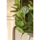 Ficus Lyrata 180cm