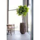 Ficus Lyrata 180cm
