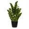 Zamioculcas 90cm