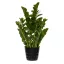 Zamioculcas 90cm