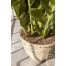 Zamioculcas 90cm