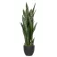 Sansevieria 85cm