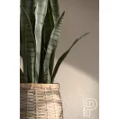 Sansevieria 85cm