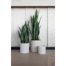 Sansevieria 85cm