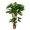 Philodendron 160cm