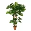Philodendron 160cm