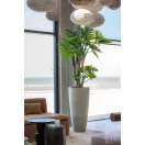 Philodendron 160cm