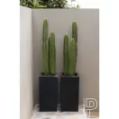 Kaktusz San Pedro 100cm