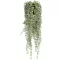 Senecio 60cm