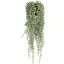 Senecio 60cm