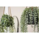 Senecio 60cm