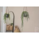 Senecio 60cm