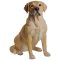 Labrador 54cm