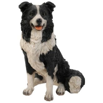 Border collie 51cm