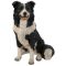 Border collie 51cm