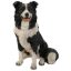 Border collie 51cm