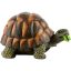 Teknős 24cm