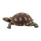 Teknős 21cm