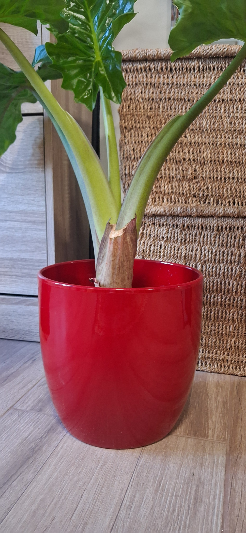 Kaspó Basel Bordó 21 cm