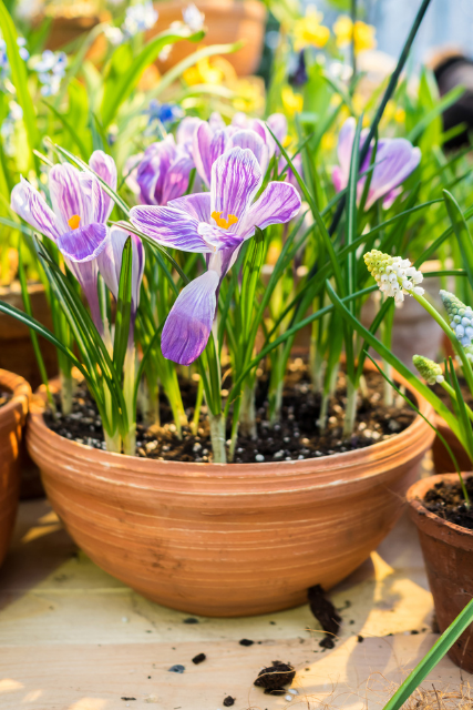 Tavaszi varázslat kerti virágcserép választékunkkal!